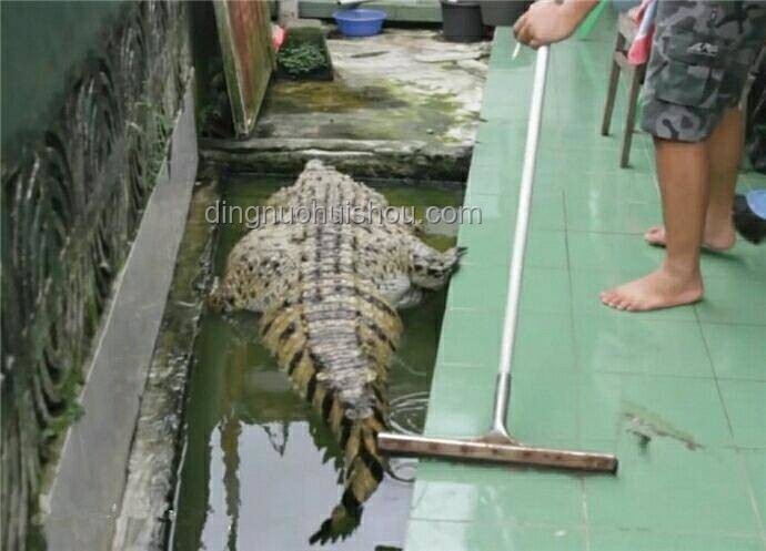 鳄鱼出逃？两步策略，2天抽干水池抓回！